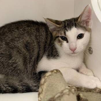 Sully -  Domestic Short Hair Cat for Adoption in Stillwater, Oklahoma - Sully | PetCurious