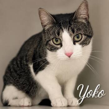 Yoko -  Domestic Short Hair Cat for Adoption in New York, New York - Yoko | PetCurious