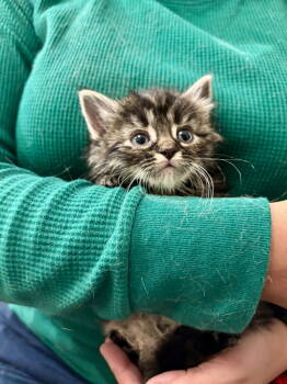 Rescue Domestic Long Hair Cats for Adoption in Camden, South Carolina - Cyclone (Available For Pre-adoption) | PetCurious