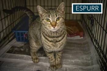 Tabby Cats Available for Adoption in Greenville, Delaware - Espurr (FCID# 04/27/2026 - 66 Trainer) | PetCurious