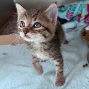 Lark -  Domestic Short Hair Cat for Adoption in Council Bluffs, Iowa - Lark | PetCurious