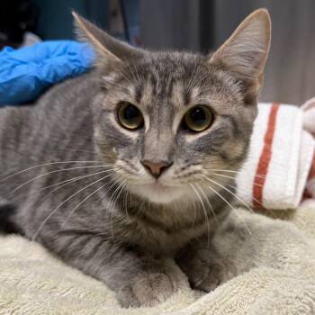 Prince Ali -  Domestic Short Hair Cat for Adoption in Providence, Rhode Island - Prince Ali | PetCurious