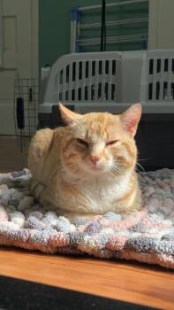 Pretzel Bagel -  Domestic Short Hair Cat for Adoption in Winnipeg, Manitoba - Pretzel Bagel | PetCurious