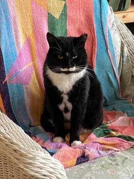 Domestic Short Hair Cats Available for Adoption in Arlington, Washington - Victor Sebastian | PetCurious