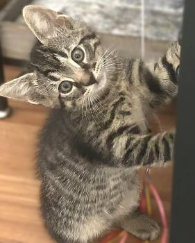 Domestic Medium Hair and Tabby Cats Available for Adoption in Fort Myers, Florida - Wrigley | PetCurious