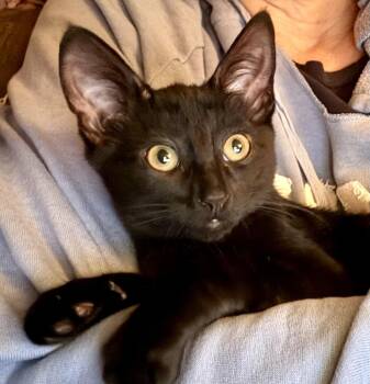 Woody -  Domestic Short Hair Cat for Adoption in Red Bank, New Jersey - Woody | PetCurious