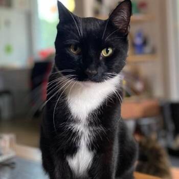 Simon -  American Shorthair Cat for Adoption in Saratoga Springs, New York - Simon | PetCurious