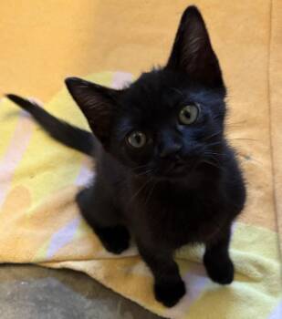 Binx -  Bombay Cat Available for Adoption in Lancaster, California - Binx | PetCurious