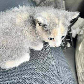 Rescue Domestic Short Hair Cats for Adoption in Sioux Falls, South Dakota - Harriet | PetCurious