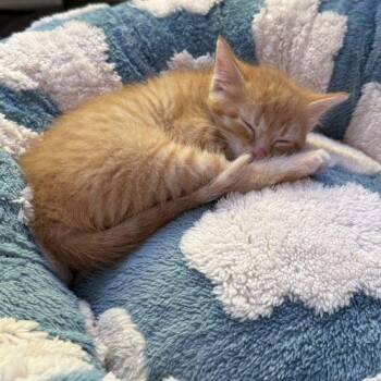 Domestic Short Hair Cats Available for Adoption in Fishers, Indiana - Braylon Mullin | PetCurious