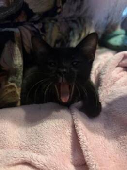 91921a Jello-PetSmart North Charleston -  Domestic Short Hair Cat for Adoption in North Charleston, South Carolina - 91921a Jello-PetSmart North Charleston | PetCurious