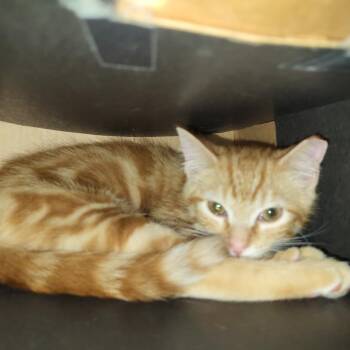 Taquito -  Domestic Short Hair Cat for Adoption in La Grange, Kentucky - Taquito | PetCurious