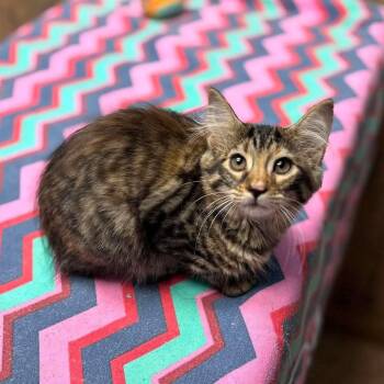 Egie -  Bengal and Tabby Cat for Adoption in Glocester, Rhode Island - Egie | PetCurious