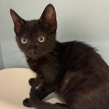 Purpule -  Domestic Short Hair Cat for Adoption in Chattanooga, Tennessee - Purpule | PetCurious