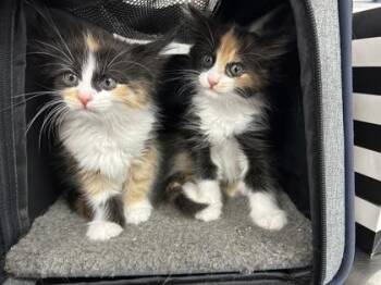 Ash -  Domestic Medium Hair and Domestic Short Hair Cat for Adoption in Hillsboro, Oregon - Ash | PetCurious