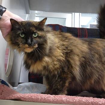 Miko -  Domestic Long Hair Cat for Adoption in Walker, Michigan - Miko | PetCurious