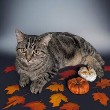 Bobbie -  Tabby Cat for Adoption in Wilmington, Ohio - Bobbie | PetCurious