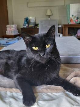 Rescue Domestic Short Hair Cats for Adoption in Connersville, Indiana - Charlotte | PetCurious