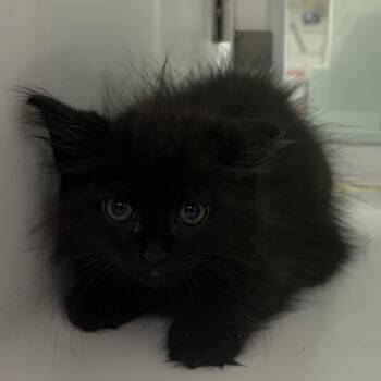 Quasimodo -  Domestic Medium Hair Cat for Adoption in Peconic, New York - Quasimodo | PetCurious