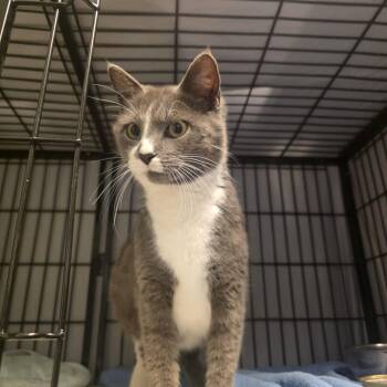 Domestic Short Hair Cats Available for Adoption in Burlington, Iowa - Joy | PetCurious