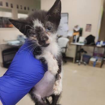 Nolan -  Domestic Short Hair Cat for Adoption in Lake Panasoffkee, Florida - Nolan | PetCurious