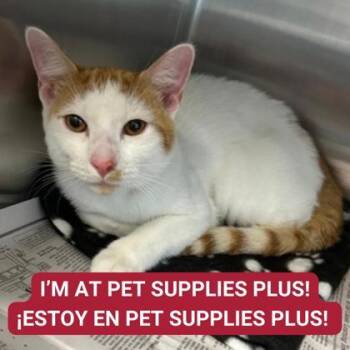 Rescue Domestic Short Hair Cats for Adoption in Carrollton, Texas - Cheese | PetCurious