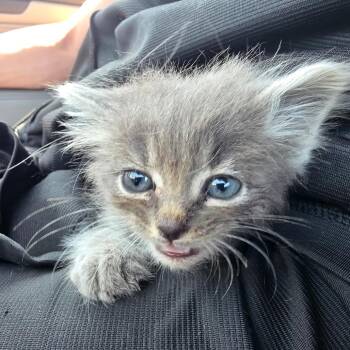 Bucky -  Domestic Medium Hair Cat for Adoption in Elfin Forest, California - Bucky | PetCurious