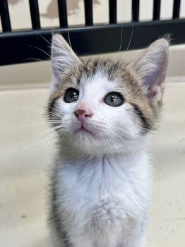 Rescue Domestic Short Hair Cats for Adoption in Webster, Wisconsin - Freddy | PetCurious