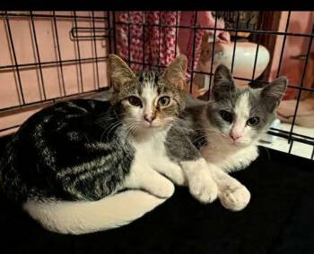 Soaky & Jo -  Domestic Short Hair Cat for Adoption in Lincoln, Nebraska - Soaky & Jo | PetCurious
