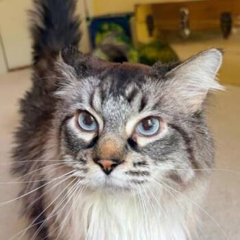 Skylar -  Ragamuffin and Domestic Short Hair Cat for Adoption in Merriam, Kansas - Skylar | PetCurious