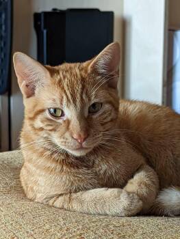 Topaz -  Tabby Cat for Adoption in Miami, Florida - Topaz | PetCurious