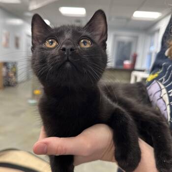 Athena -  Domestic Short Hair Cat for Adoption in North Haven, Connecticut - Athena | PetCurious