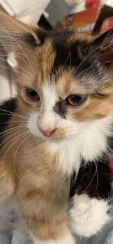 Patches 3959 -  Domestic Short Hair Cat for Adoption in Dallas, Texas - Patches 3959 | PetCurious