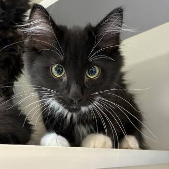 Domestic Long Hair Cats Available for Adoption - Sokka | PetCurious
