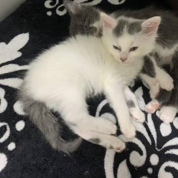 Effie -  Domestic Long Hair Cat Available for Adoption in Franklin, North Carolina - Effie | PetCurious