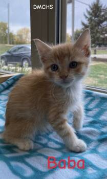 Rescue Domestic Short Hair Cats for Adoption in Burlington, Iowa - Baba | PetCurious