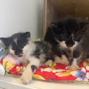 Breeze -  Domestic Short Hair Cat for Adoption in Philadelphia, Pennsylvania - Breeze | PetCurious