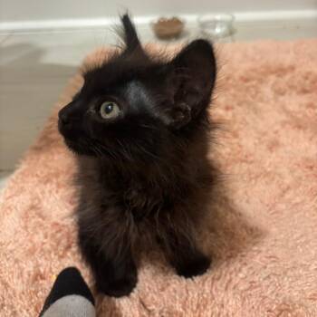 Artemis -  Domestic Medium Hair Cat for Adoption in Huntsville, Alabama - Artemis | PetCurious