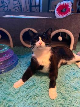 Jaws -  Domestic Short Hair Cat for Adoption in Pocatello, Idaho - Jaws | PetCurious