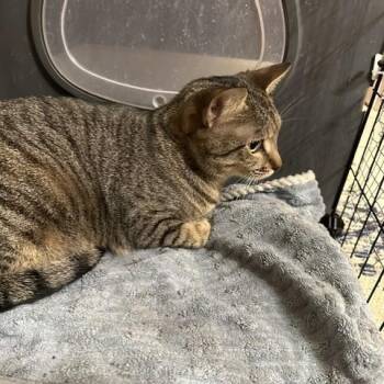 Gaze (By appt only) -  Domestic Short Hair Cat for Adoption in Attleboro, Massachusetts - Gaze (By Appt Only) | PetCurious