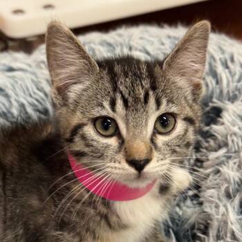 Guppy -  Domestic Short Hair Cat for Adoption in Goleta, California - Guppy | PetCurious