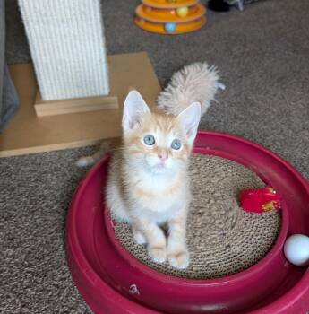 Jiji -  Domestic Short Hair Cat Available for Adoption in Lincoln, Nebraska - Jiji | PetCurious