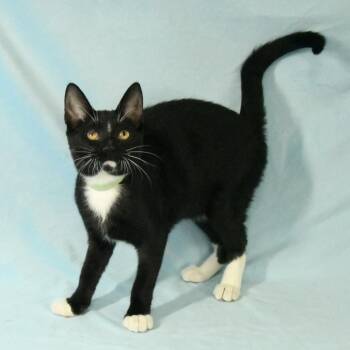 Biscuits -  Domestic Short Hair Cat for Adoption in Hattiesburg, Mississippi - Biscuits | PetCurious
