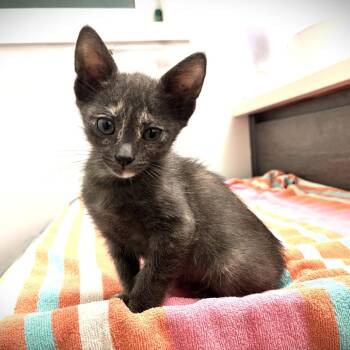Heather -  Domestic Short Hair Cat for Adoption in Spokane, Washington - Heather | PetCurious