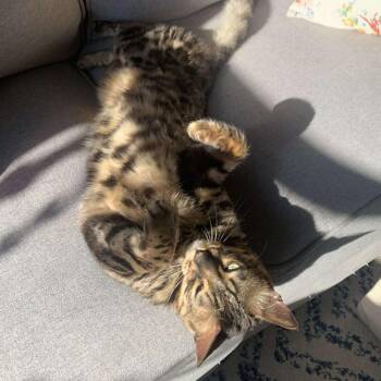 Chief -  Bengal Cat for Adoption in Plainfield, Illinois - Chief | PetCurious