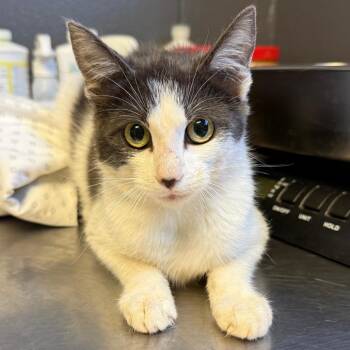 Maya -  Domestic Short Hair Cat Available for Adoption in Tuscaloosa, Alabama - Maya | PetCurious