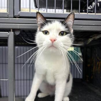 Soysauce 28664 -  Domestic Short Hair Cat for Adoption in Middleburg, Florida - Soysauce 28664 | PetCurious