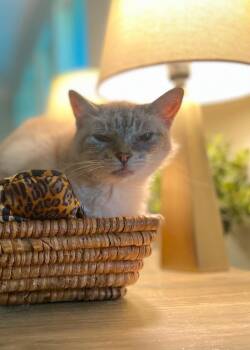Rescue Siamese and Domestic Short Hair Cats for Adoption in Fort Worth, Texas - Buttercup | PetCurious