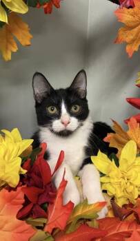 Socks -  Domestic Short Hair Cat for Adoption in Picayune, Mississippi - Socks | PetCurious