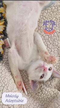 Melody (Bonded with Zephyr) -  Domestic Short Hair Cat for Adoption in Honolulu, Hawaii - Melody (Bonded With Zephyr) | PetCurious